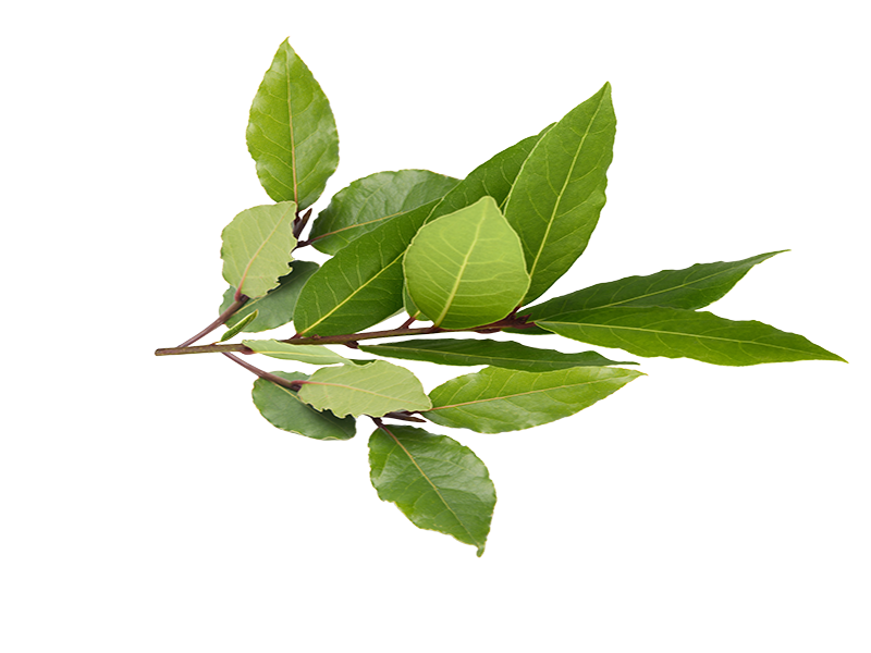 bay leaf