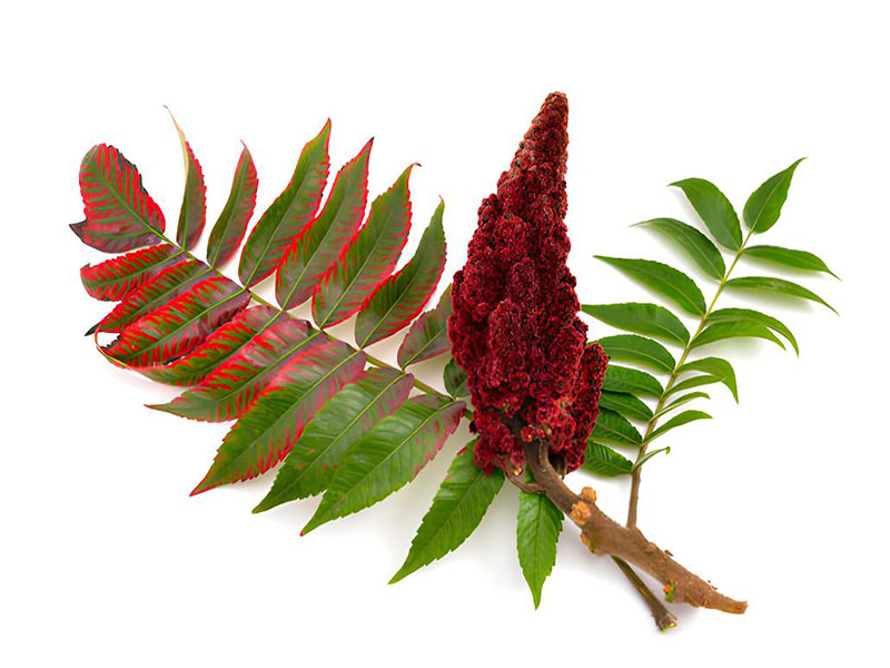 Sumac