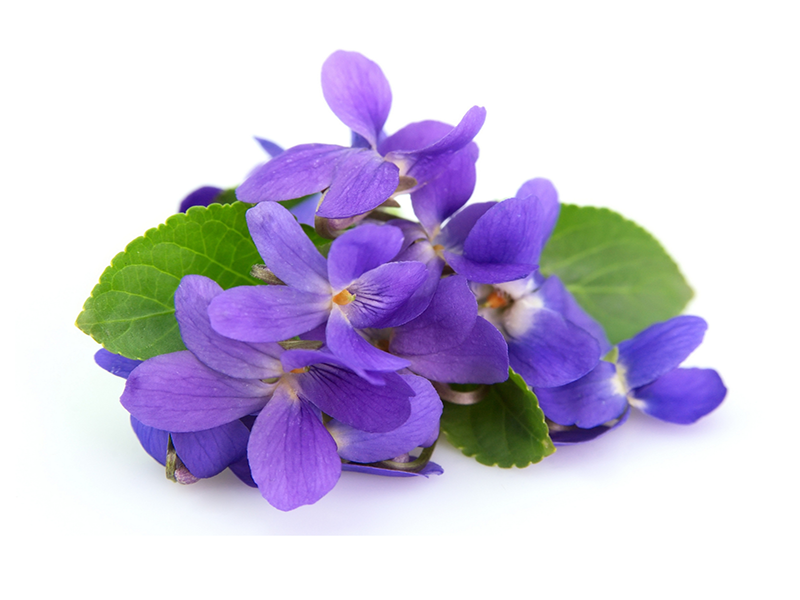 Violet flower