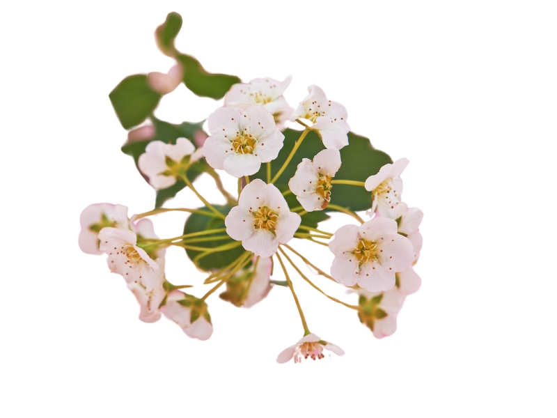 Hawthorn flower