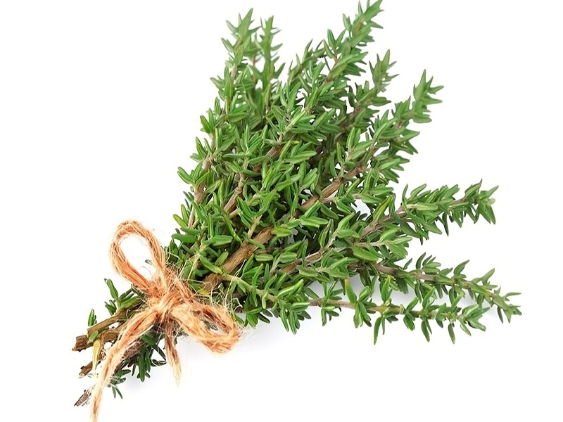 Needle thyme