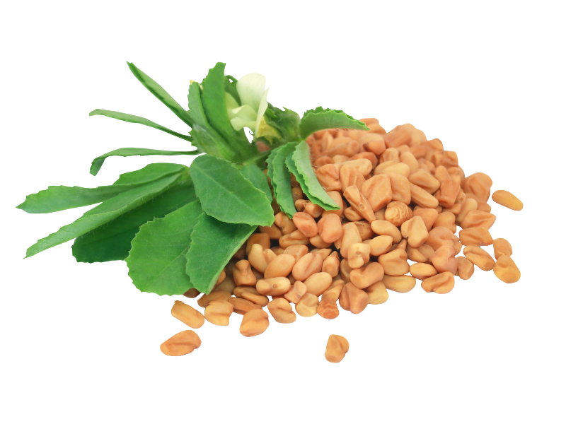 Fenugreek