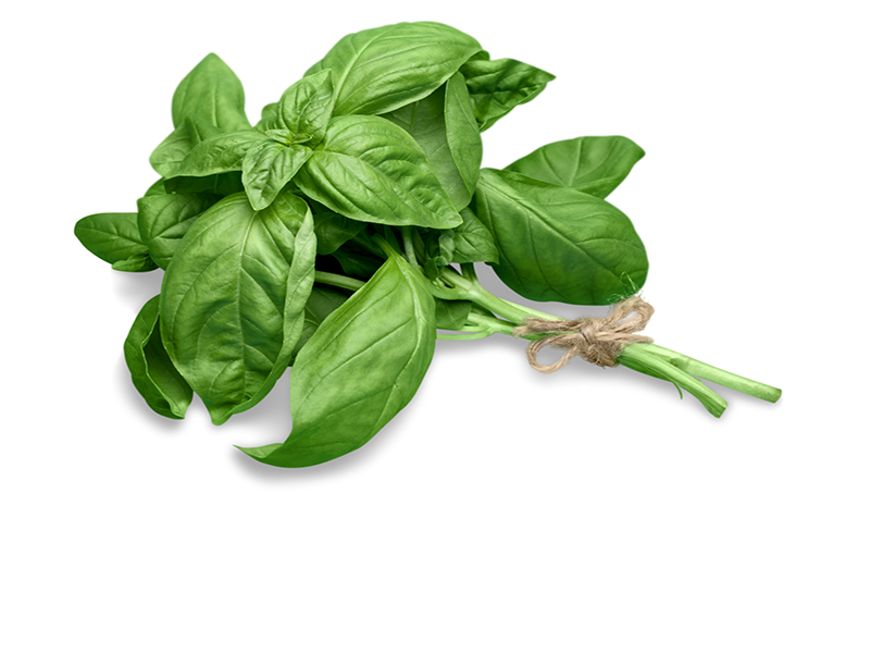 Basil